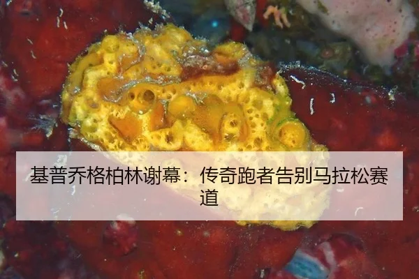 ji-pu-qiao-ge-bo-lin-xie-mu-chuan-qi-pao-zhe-gao-bie-ma-la-song-sai-dao-2-102.jpg